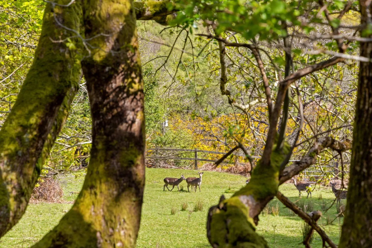 Photo of Ballyross, Enniskerry, Co. Wicklow, A98 TW27