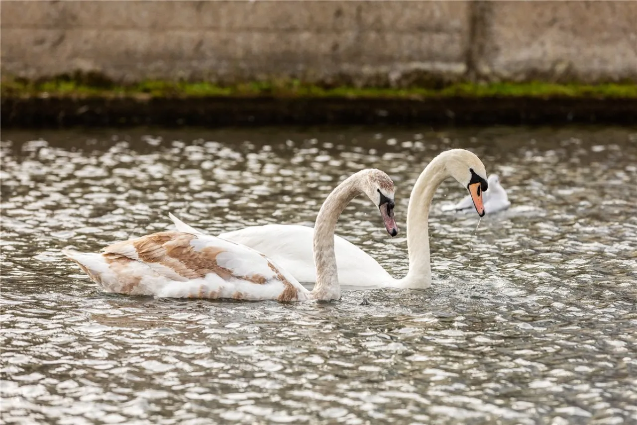 Photo of 20 Windsor Terrace, Portobello, Dublin 8, D08 N8F5