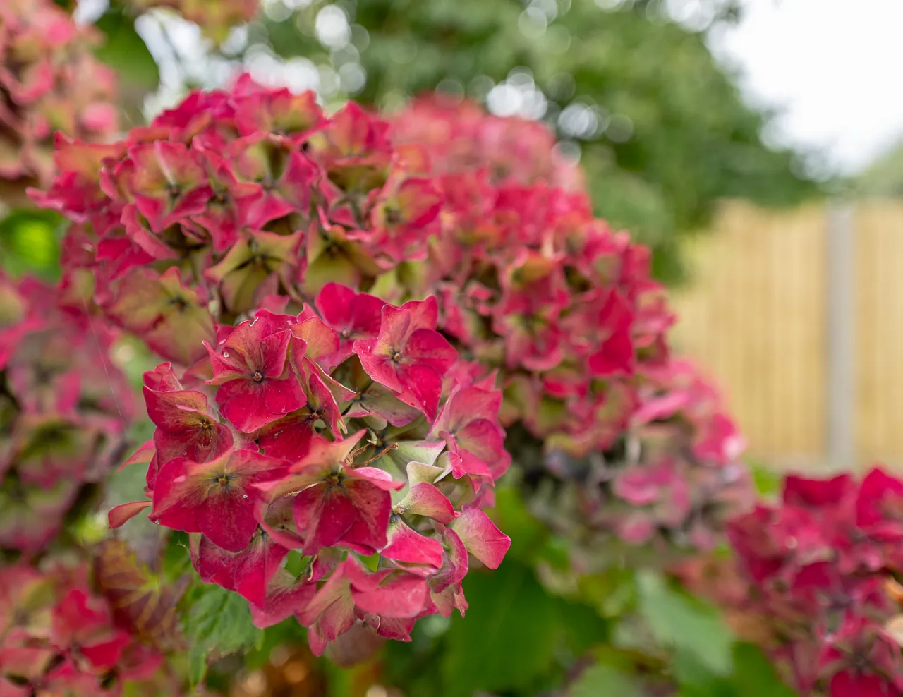 Photo of 19 Oakwood Manor, Kenmare, Co Kerry, V93 D294