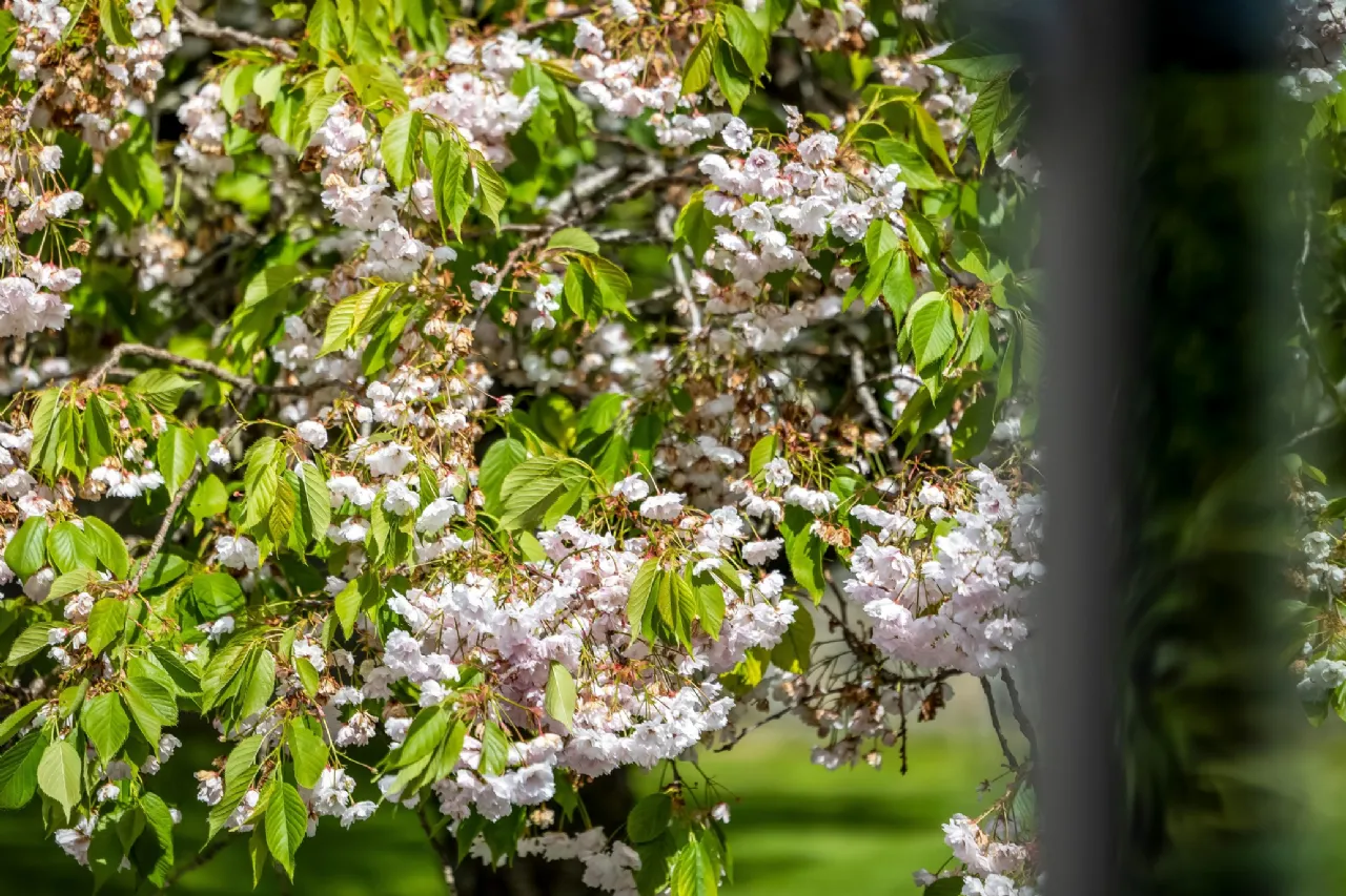 Photo of Lack, Readstown, Summerhill Road, Trim, Co Meath, C15 KX43