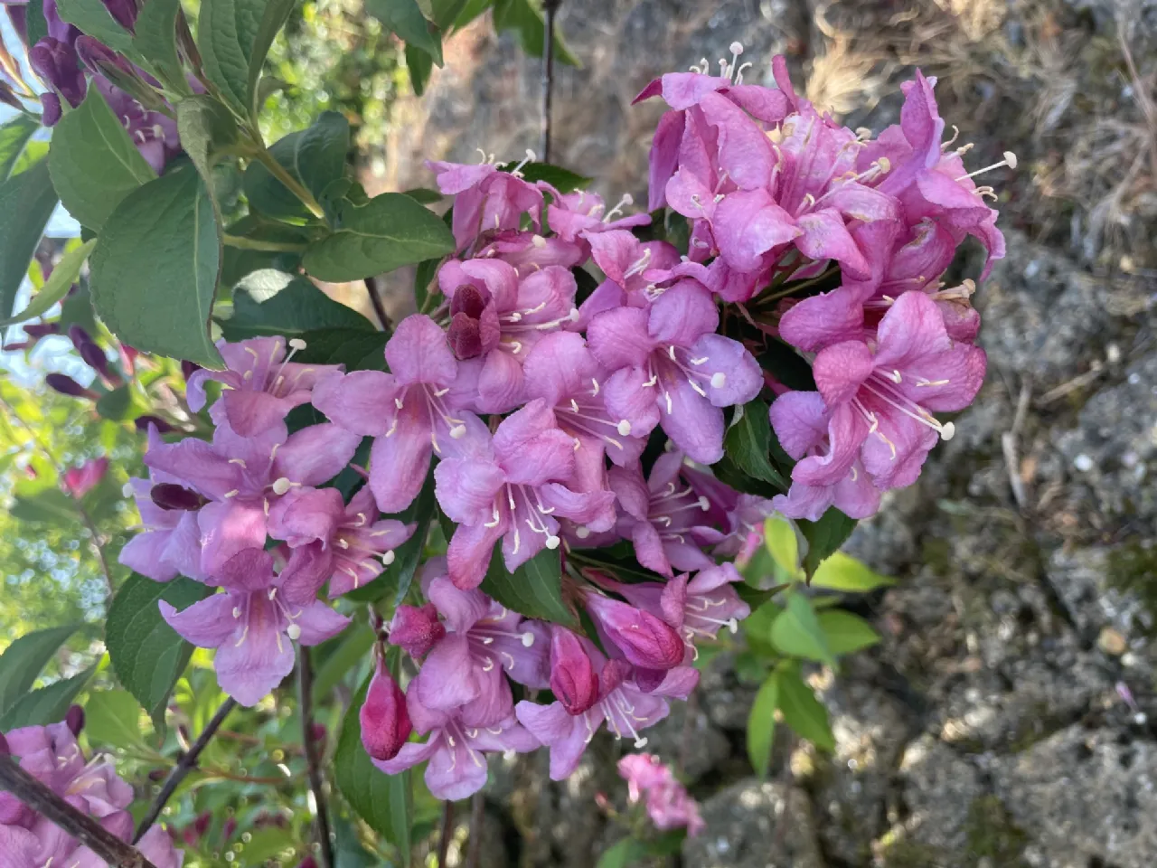 Photo of Aigna, Roperstown, Oilgate, Enniscorthy, Co. Wexford, Y21 EK25