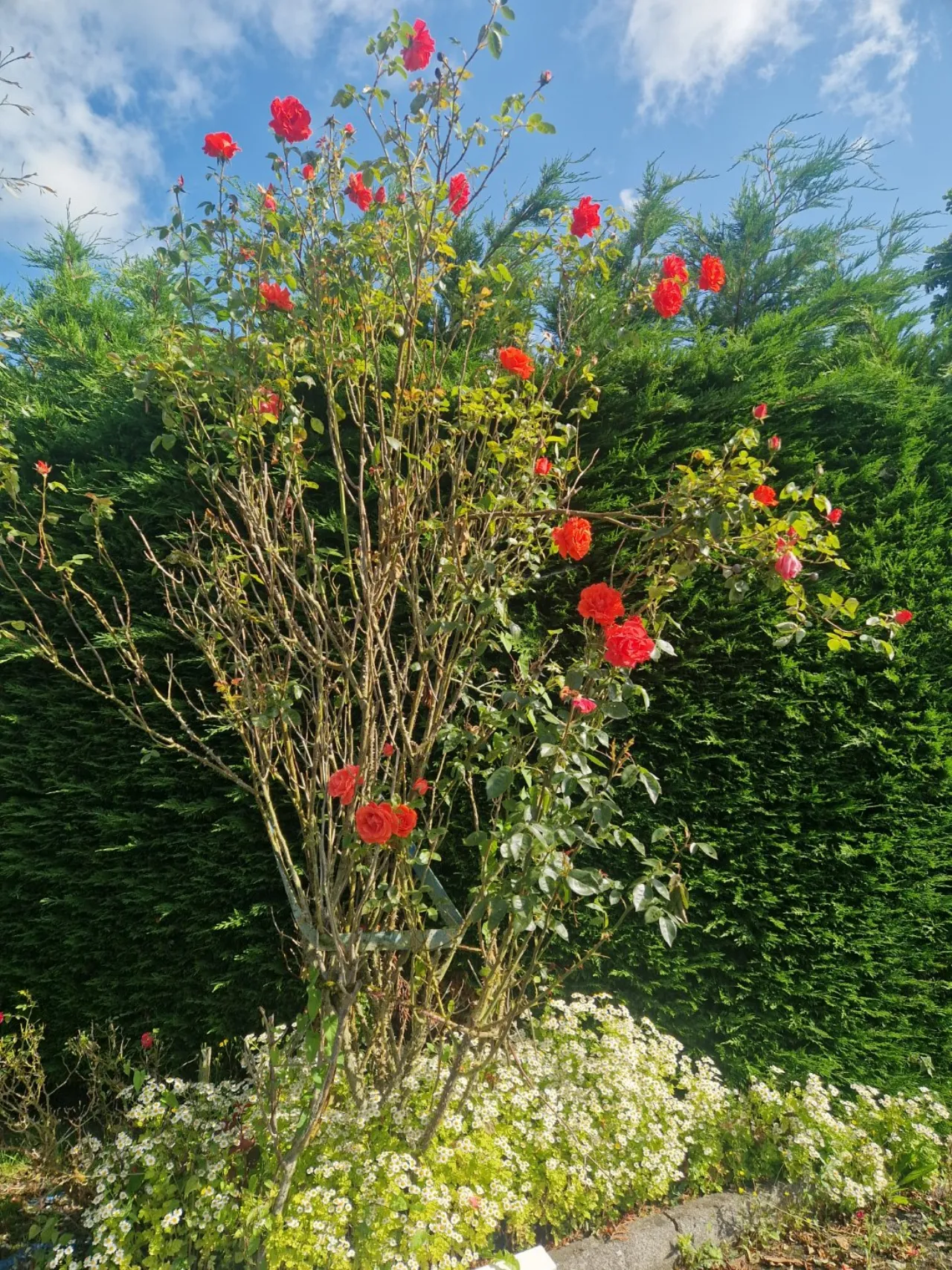 Photo of Cloneycavan, Ballivor, Co. Meath, C15 TR63