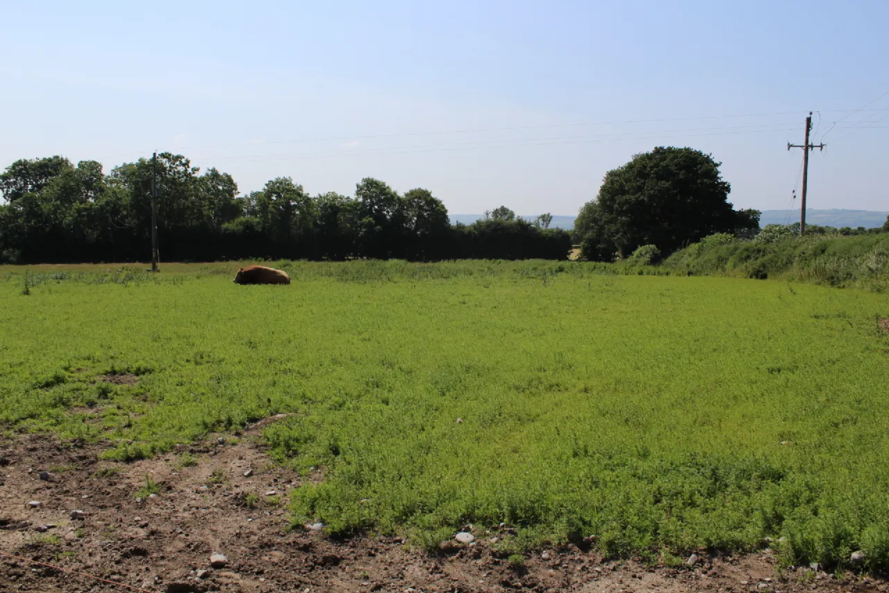 Photo of .75 Acre Site, Kilcarrig,, Bagenalstown,, Co. Carlow