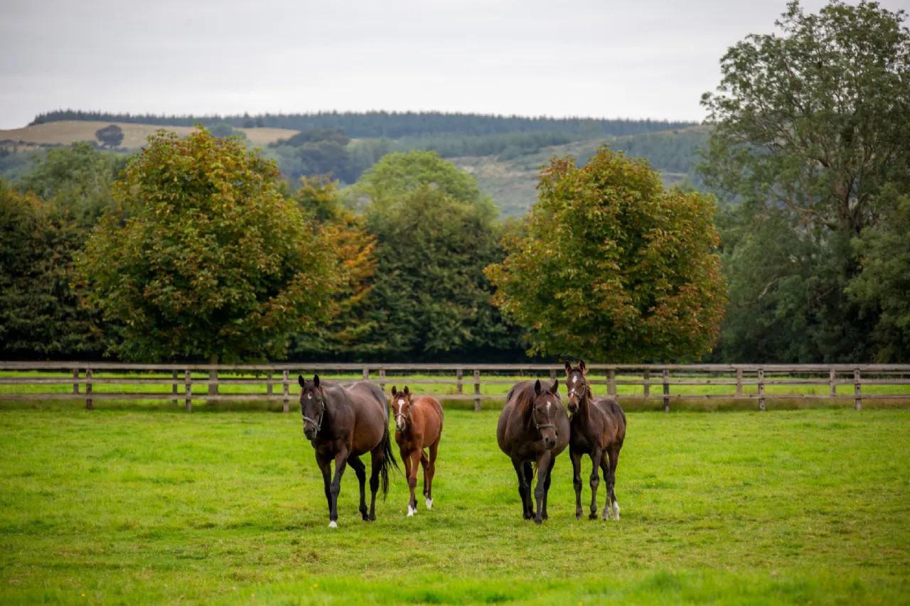 Photo of Killeens, Ballynonty, Thurles, Co. Tipperary, E41 X0T2