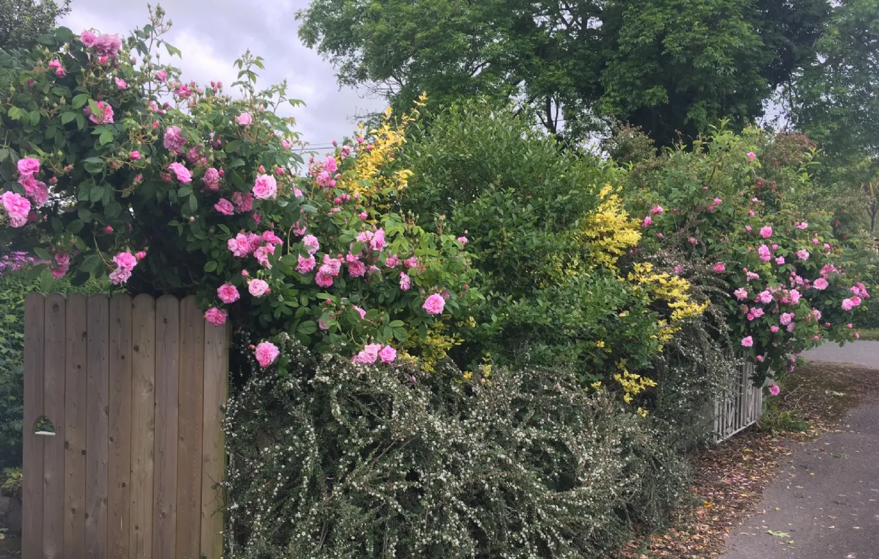 Photo of Laviana, Oulart, Ballyfad, Co. Wexford, Y25 DD78