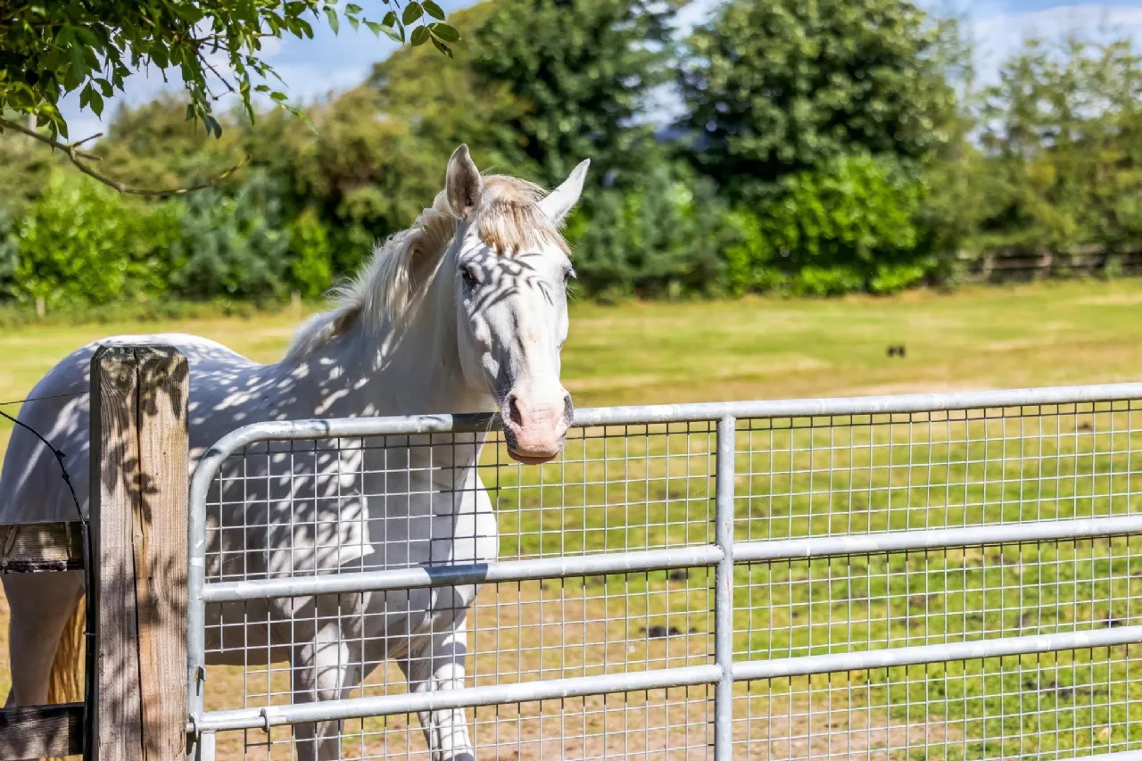 Photo of The Glebe House On 6.5 Acres, Painestown, Navan, Co Meath, C15 A0Y5