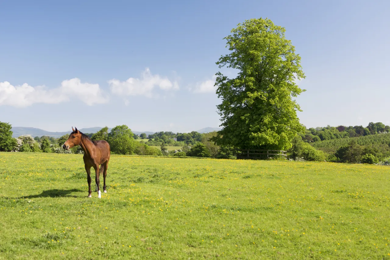 Photo of Ballygriggan House, Ballygriggan, Castletownroche, Co. Cork, P51XD54