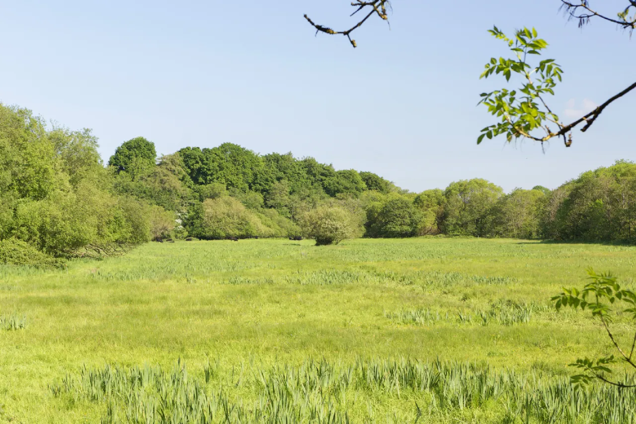 Photo of Ballygriggan House, Ballygriggan, Castletownroche, Co. Cork, P51XD54