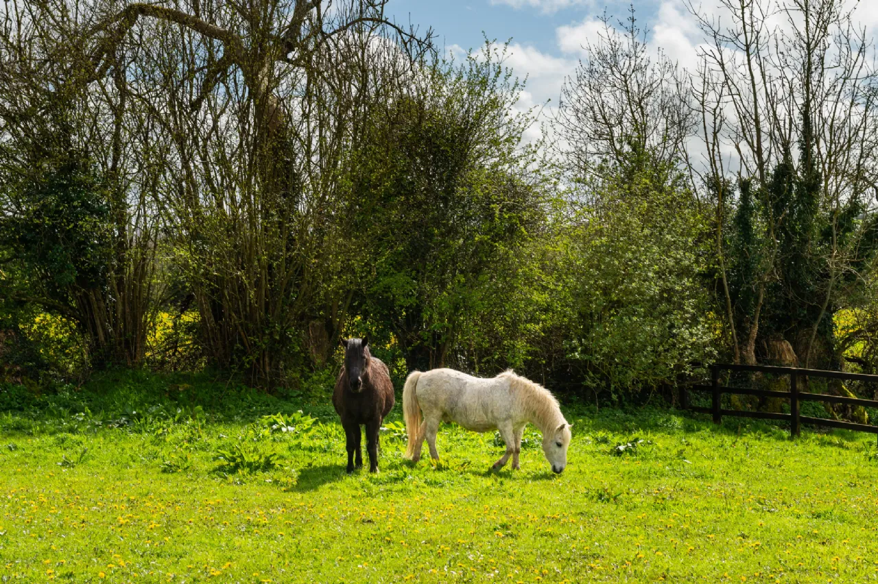 Photo of Gort na Pise, Peafield, Pike Of Rushall, Co. Laois, R32 N9Y7
