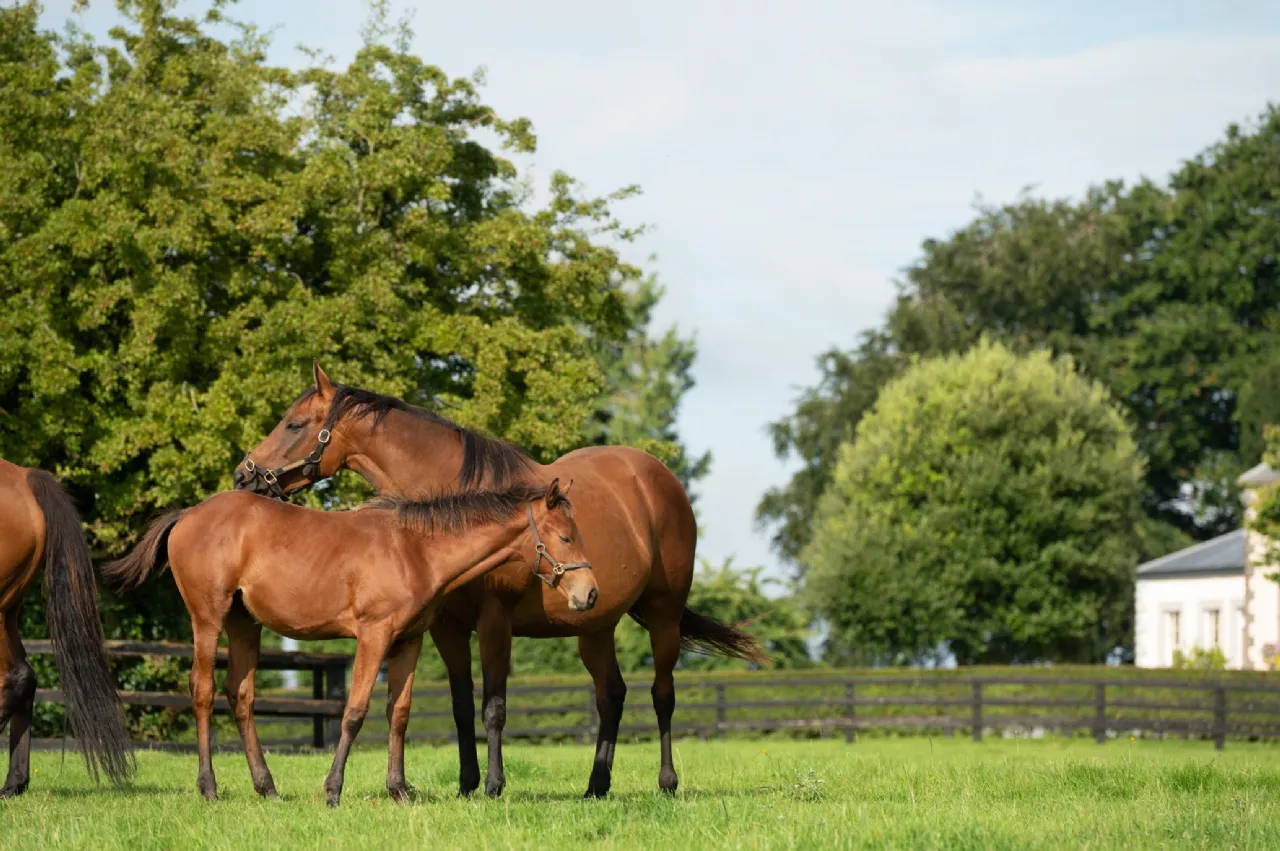 Photo of Triermore House and Stud Farm, Fordstown, Navan, County Meath, C15 H5KH