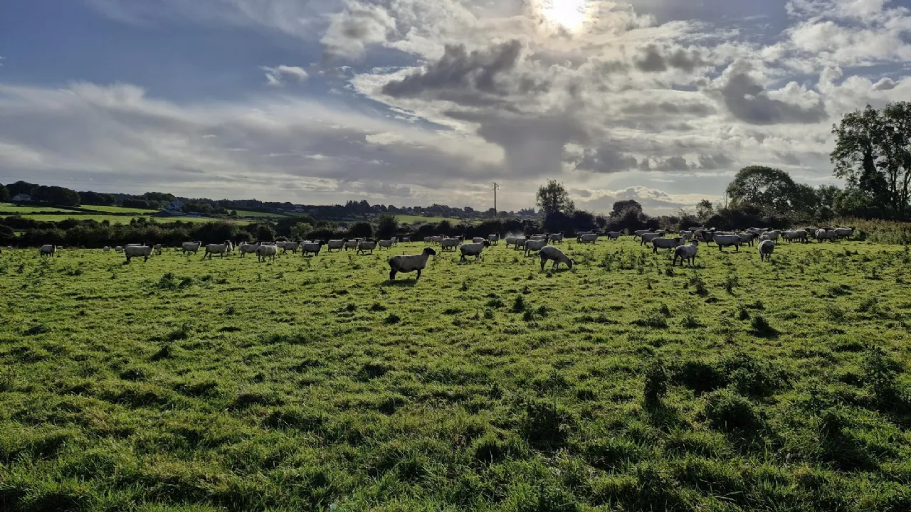 Photo of 19.23 Acres Of Land In Lehid, Lehid, Tuam, Co. Galway