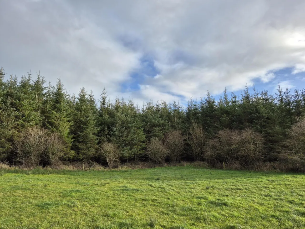 Photo of 17.27 Acres Of Forestry In Milltown, Milltown, Tuam, Co. Galway