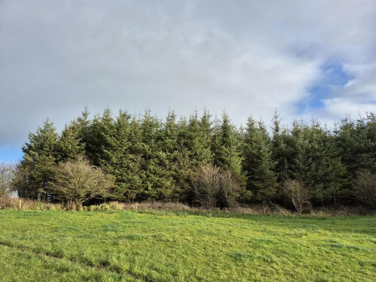 Photo of 17.27 Acres Of Forestry In Milltown, Milltown, Tuam, Co. Galway