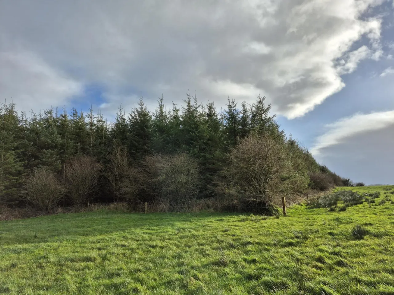 Photo of 17.27 Acres Of Forestry In Milltown, Milltown, Tuam, Co. Galway