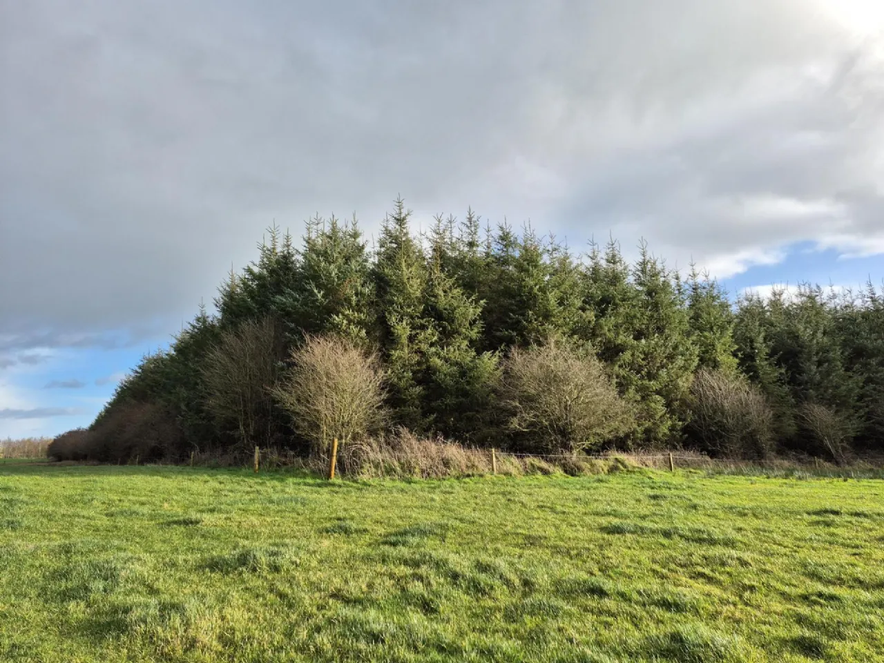 Photo of 17.27 Acres Of Forestry In Milltown, Milltown, Tuam, Co. Galway