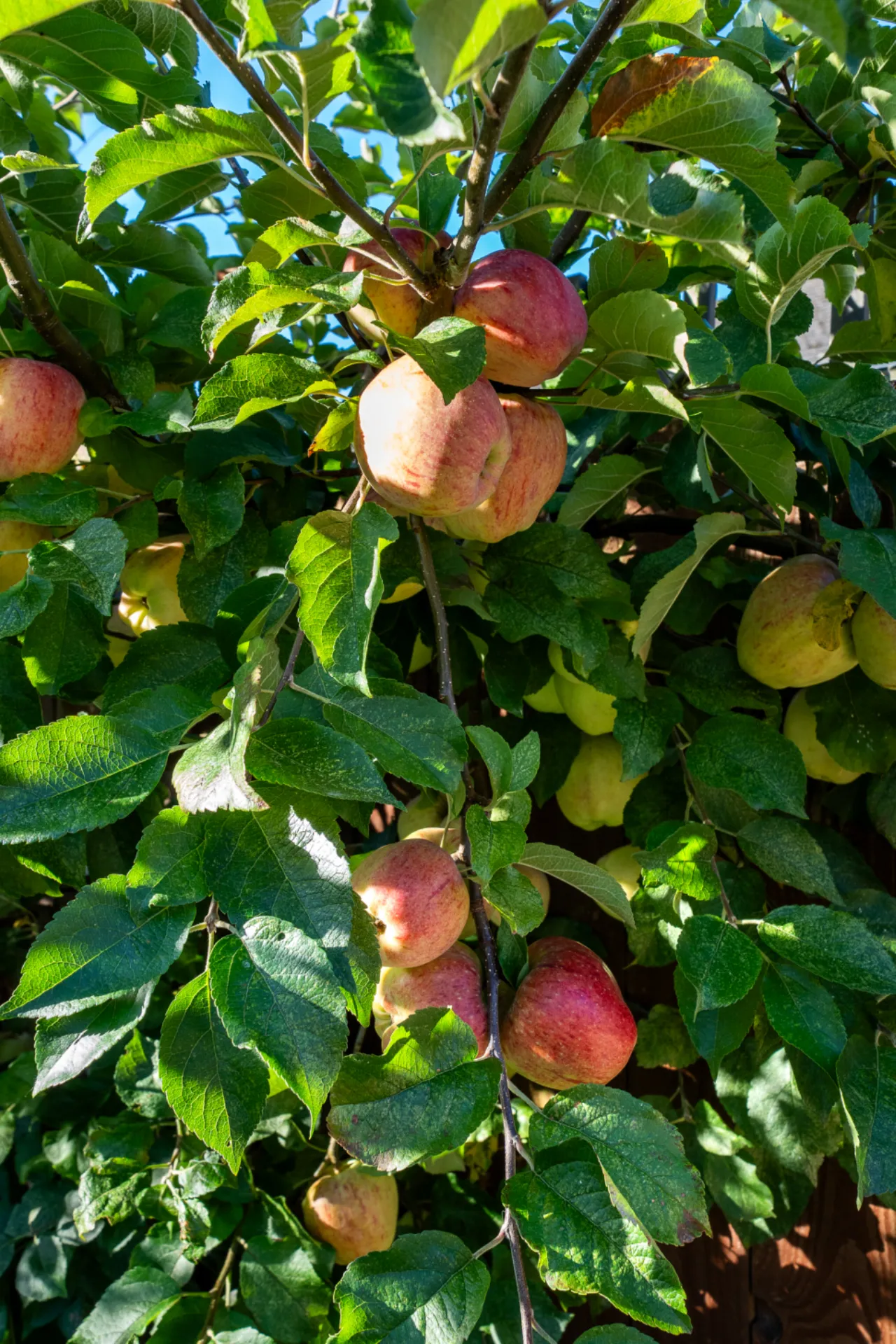 Photo of 35 Abbeybrook Gardens, Kilbeggan, Co. Westmeath., N91E624