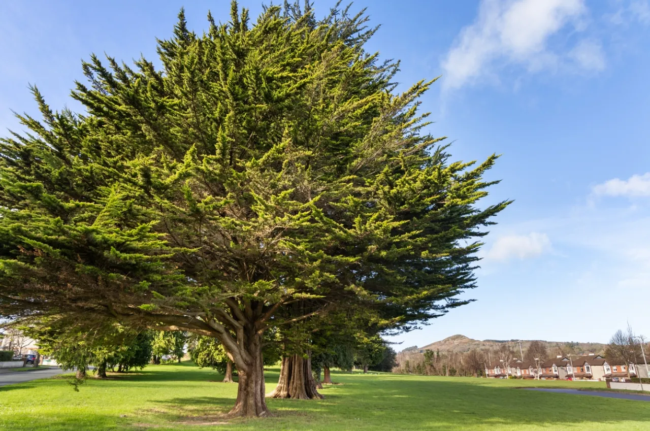 Photo of 20 Connawood Copse, Old Connawood, Bray, Co. Wicklow, A98 NH36