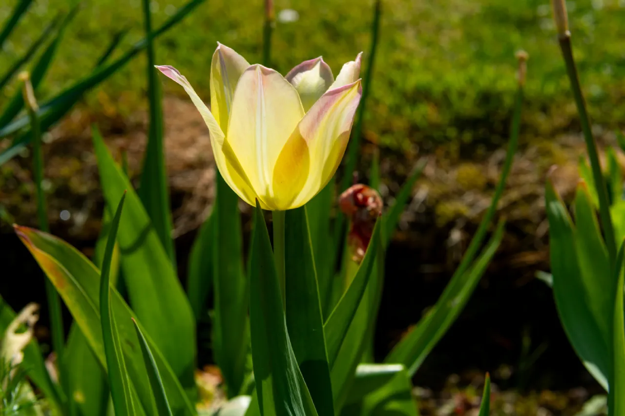 Photo of GlenCorrig House On Aprx.5.61 Acres, Brosna, Shinrone, Birr, Co Offaly, R42 XE19