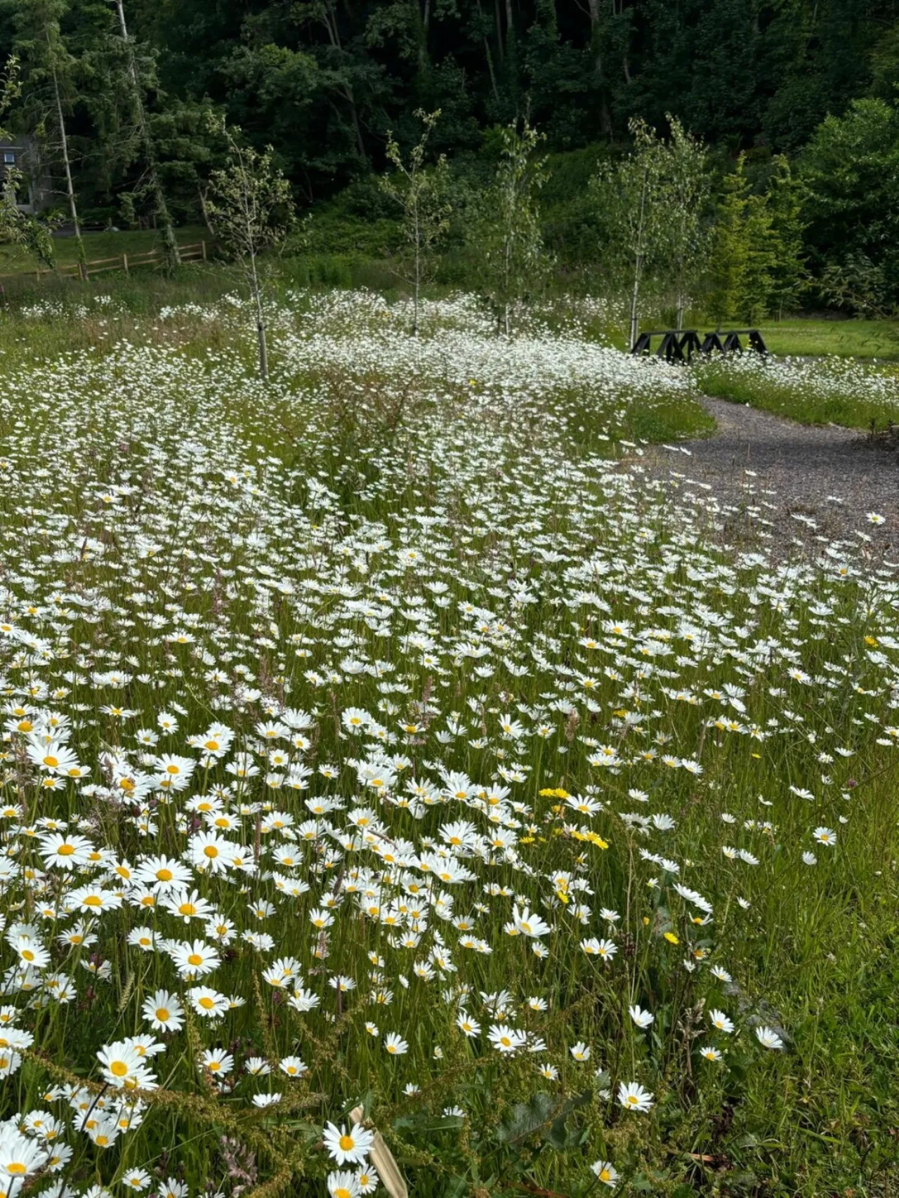 Photo of Laurel Wood, Farran, Co Cork, P14 YA00