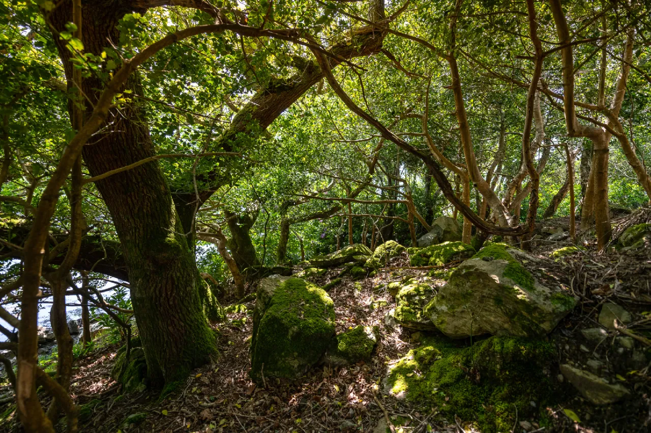 Photo of The Old Oak Cottage, Collorus, Lauragh, Kenmare, Co. Kerry, V93 W6V9