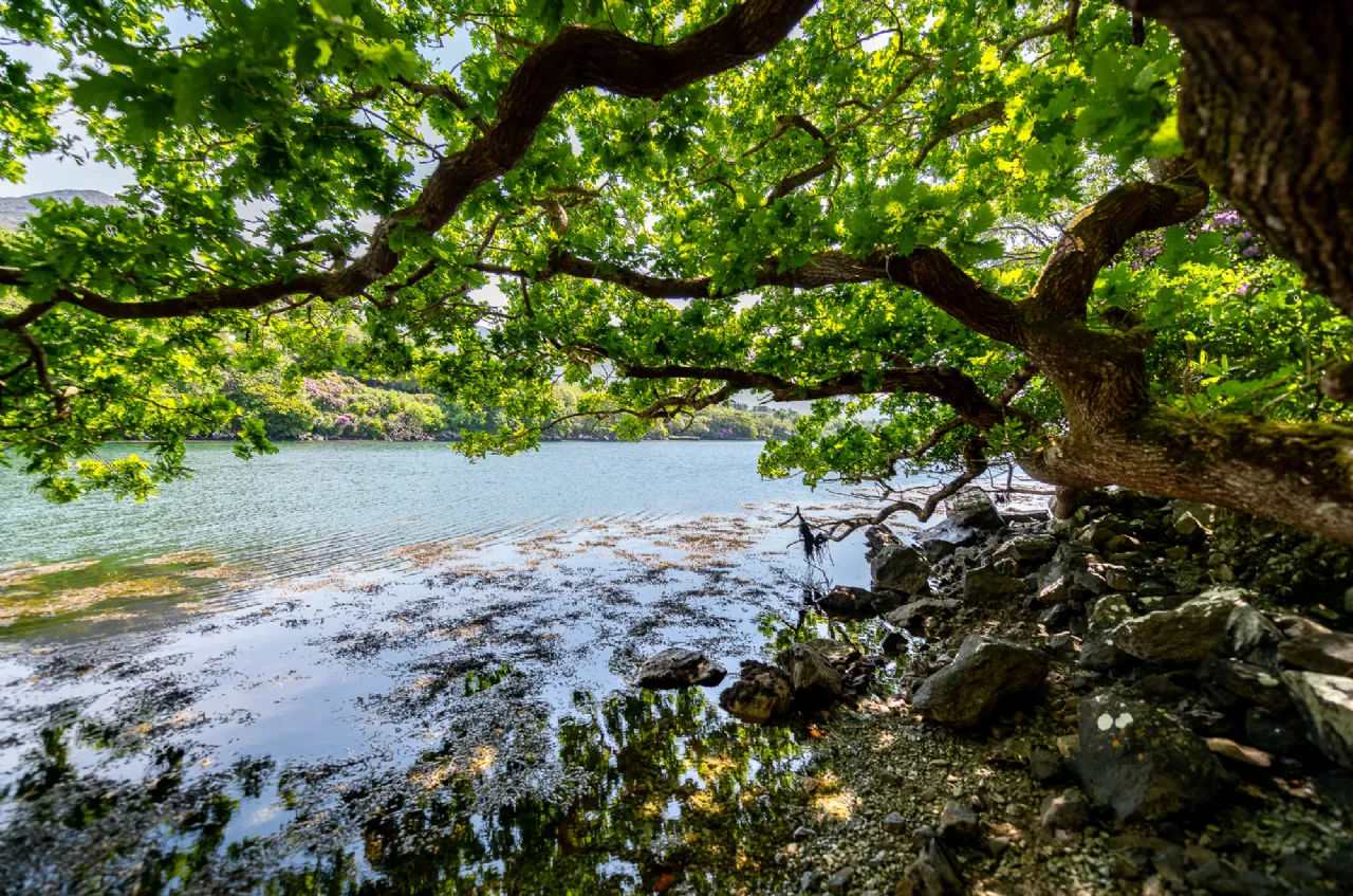 Photo of The Old Oak Cottage, Collorus, Lauragh, Kenmare, Co. Kerry, V93 W6V9