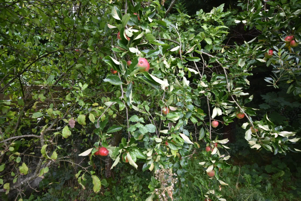 Photo of Ash House, Sligo Road, Ballina, Co.Mayo, F26 D5P9