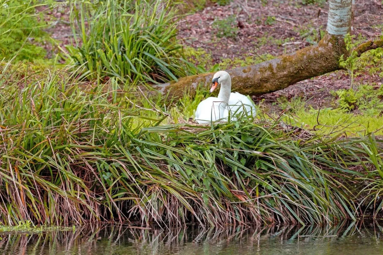 Photo of Kilcreene Lodge, Kilkenny, R95 VKA4