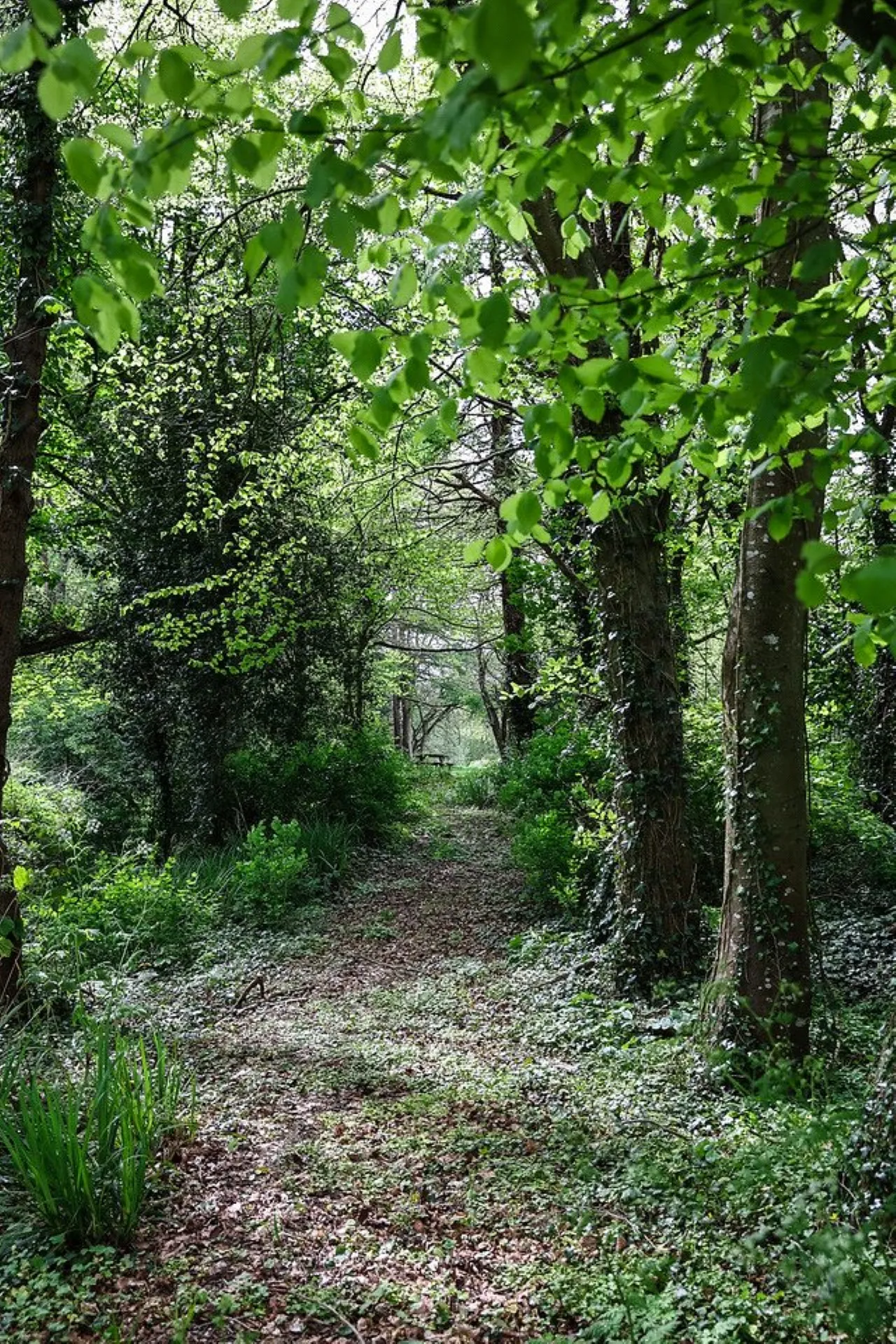 Photo of Kilcreene Lodge, Kilkenny, R95 VKA4