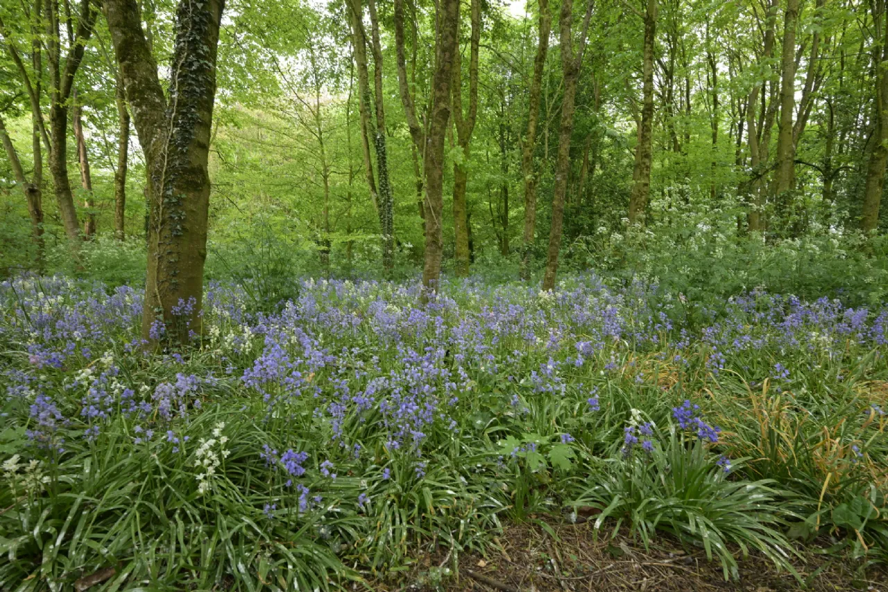 Photo of Rathduff House, Muine Bheag, Co. Carlow, R21TF74