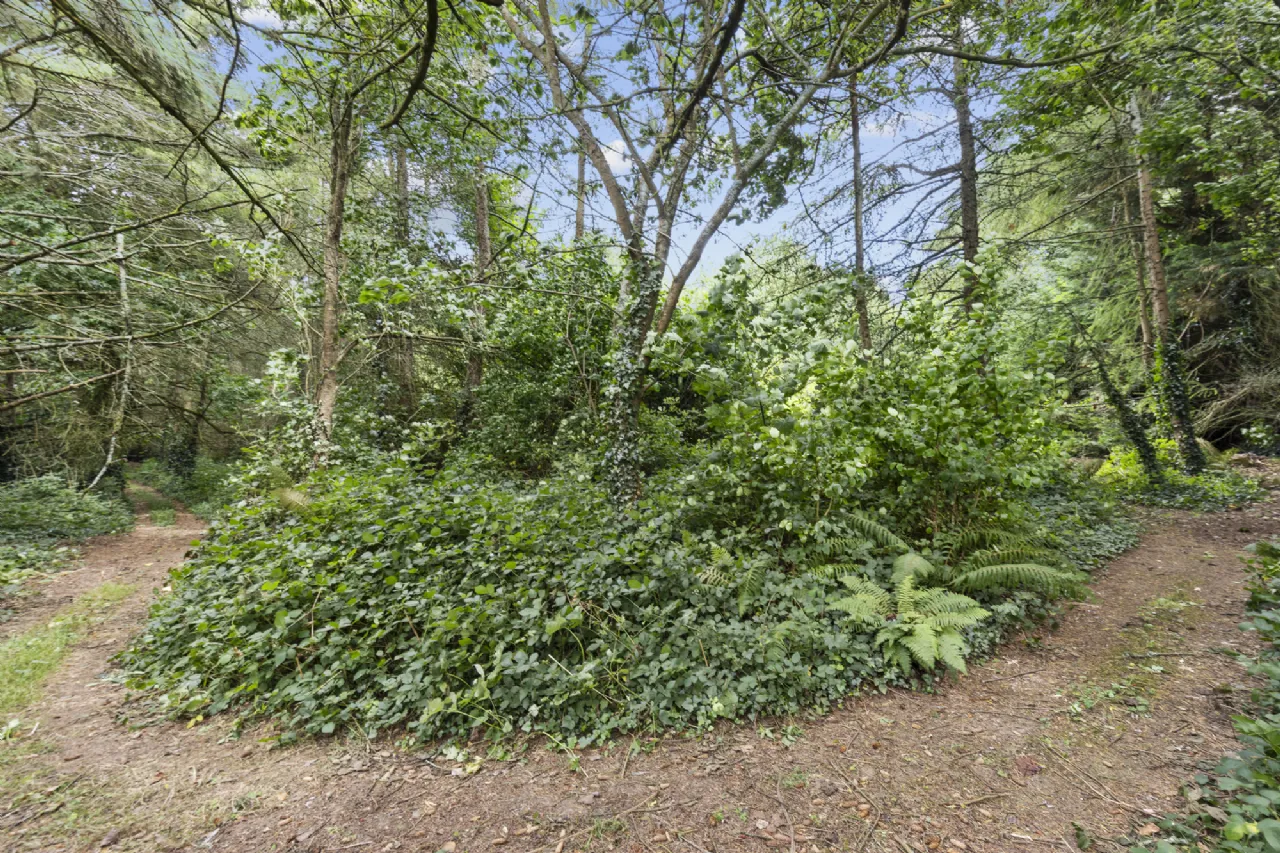 Photo of Tudor Lodge, Hermitage, Drinagh, Wexford, Y35K3H4