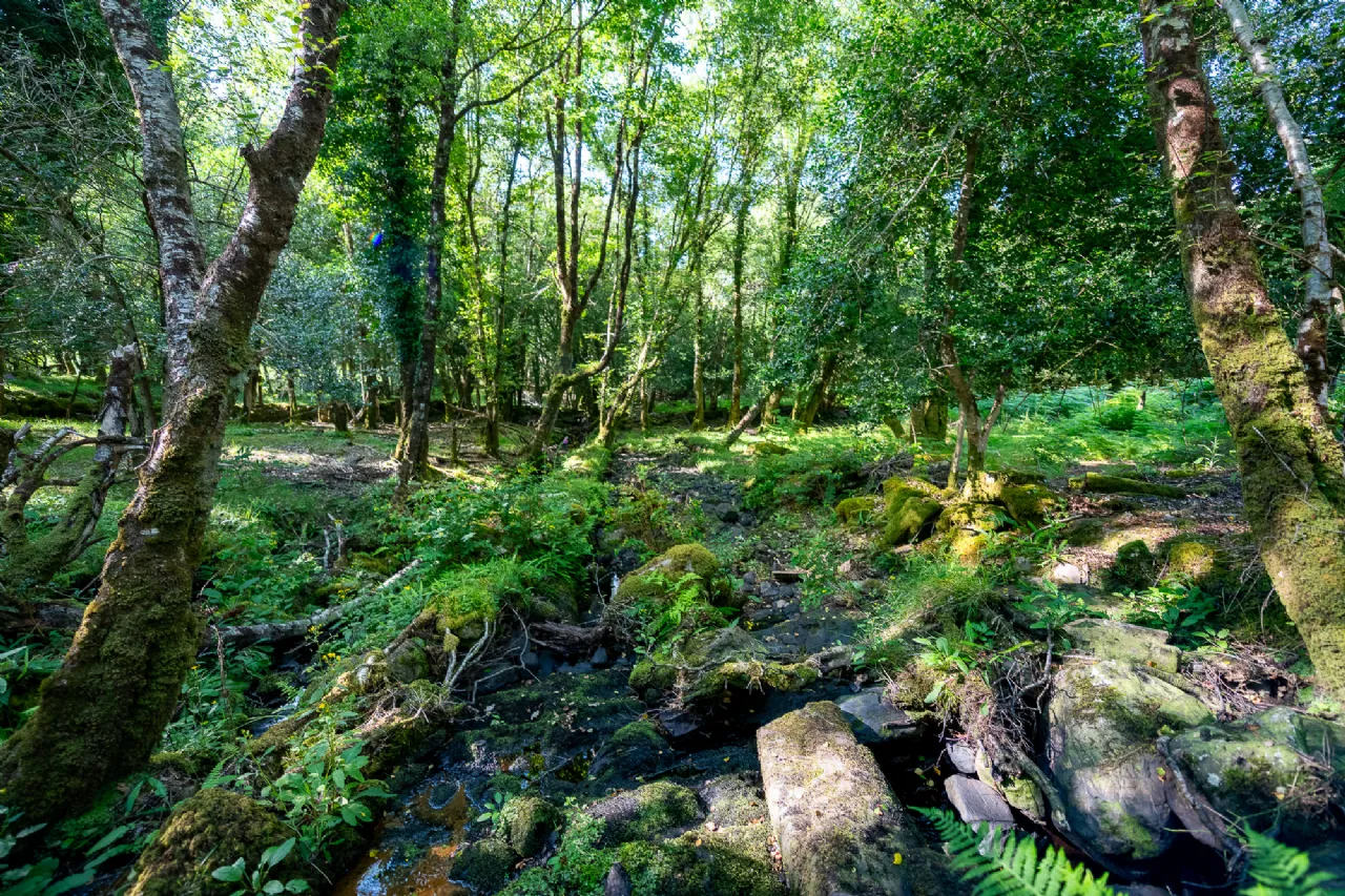 Photo of Cedar Creek Cottage, Feorus West, Kenmare, Co Kerry, V93KV56