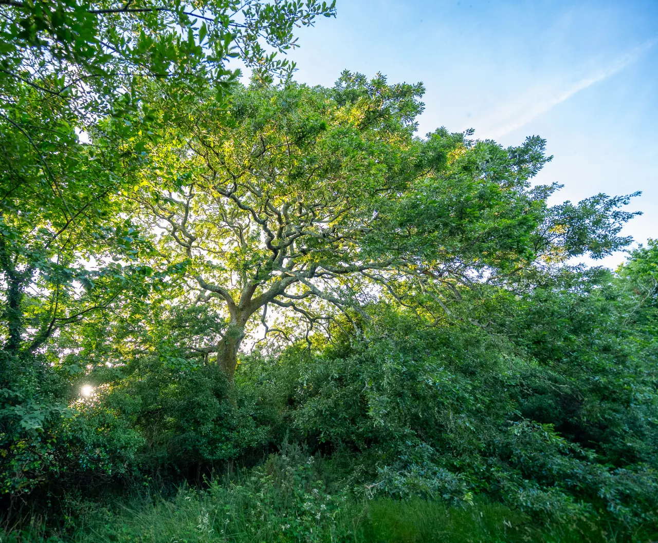 Photo of Spyglass Hill, Loughaunacreen, Kilmakillouge, Lauragh - Kenmare, Co Kerry, V93 KW94