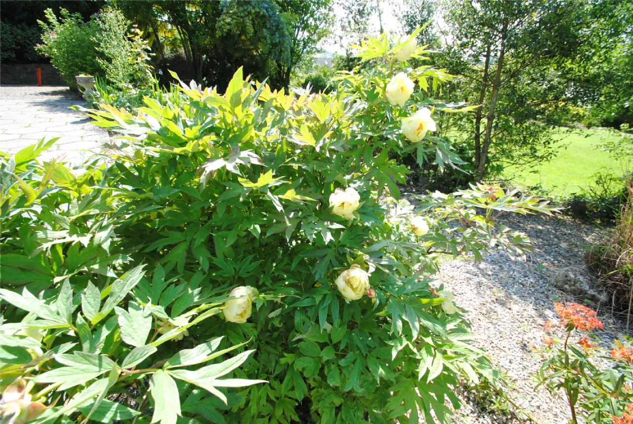 Photo of Laburnum House, Air Hill, Roscrea, Co Tipperary, E53 WC94