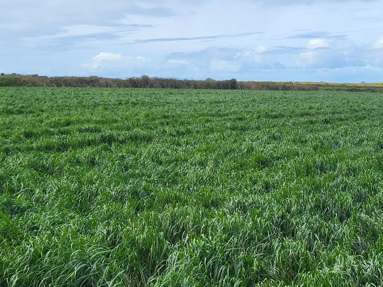 Photo of Drumnacurra, Causeway, Co. Kerry