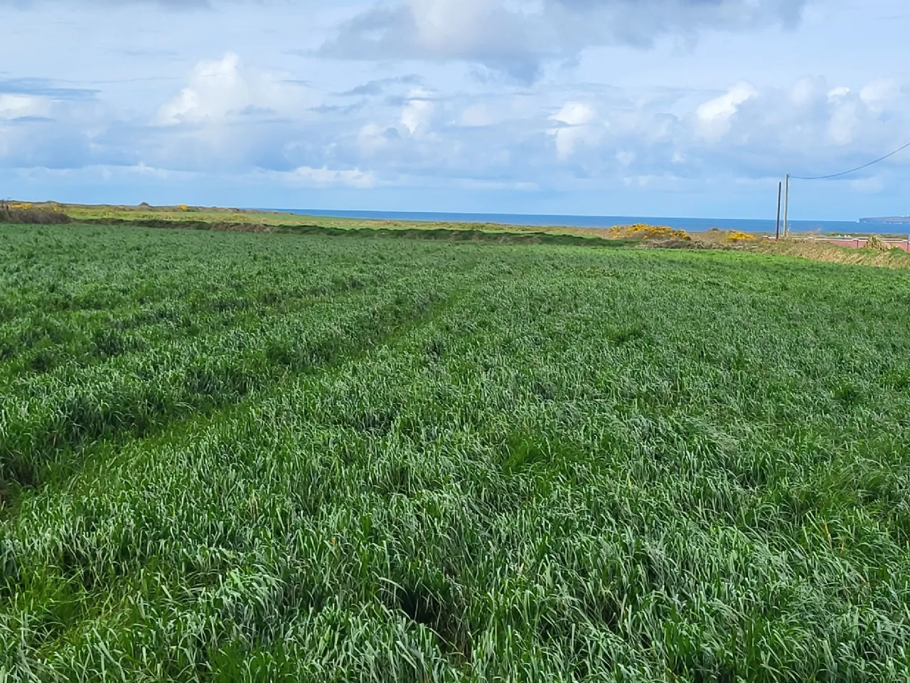 Photo of Drumnacurra, Causeway, Co. Kerry