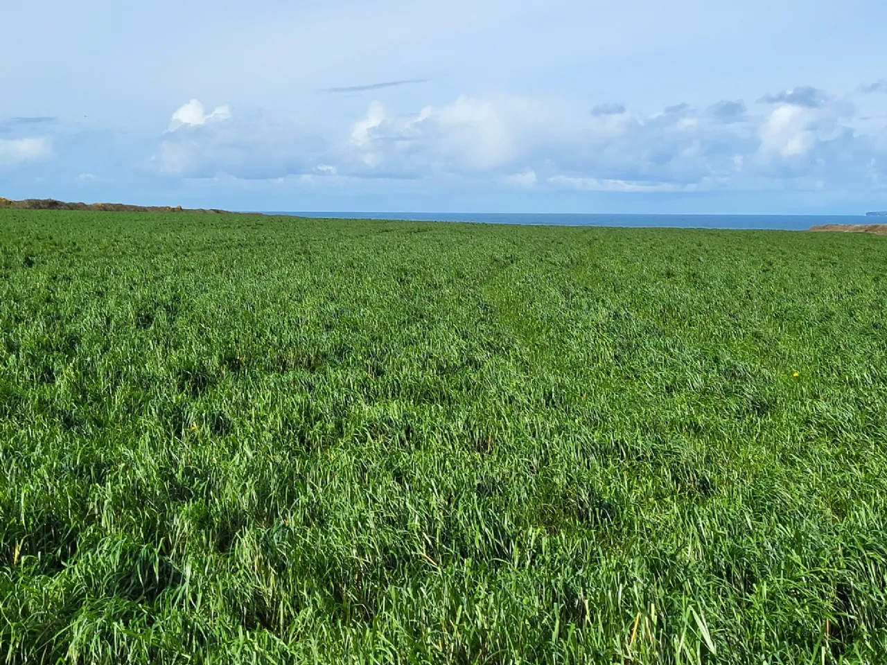 Photo of Drumnacurra, Causeway, Co. Kerry