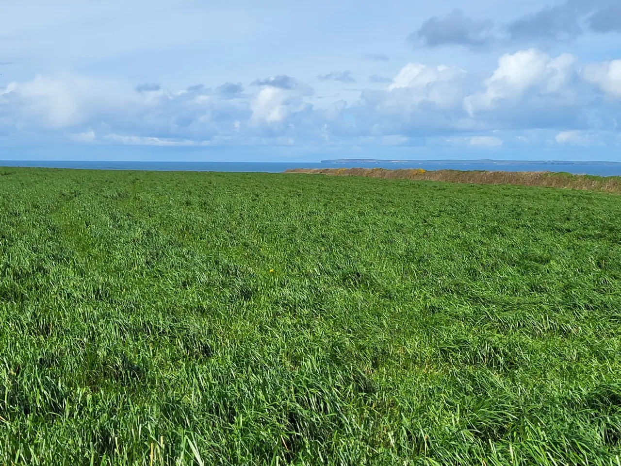 Photo of Drumnacurra, Causeway, Co. Kerry