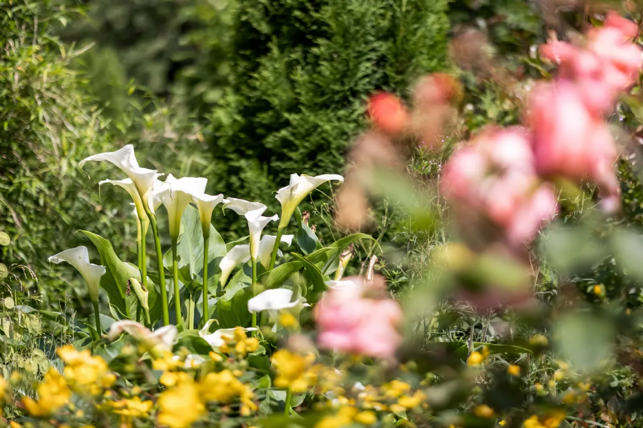 Photo of Drumloman, Kilnaleck, Co. Cavan, A82 CR44