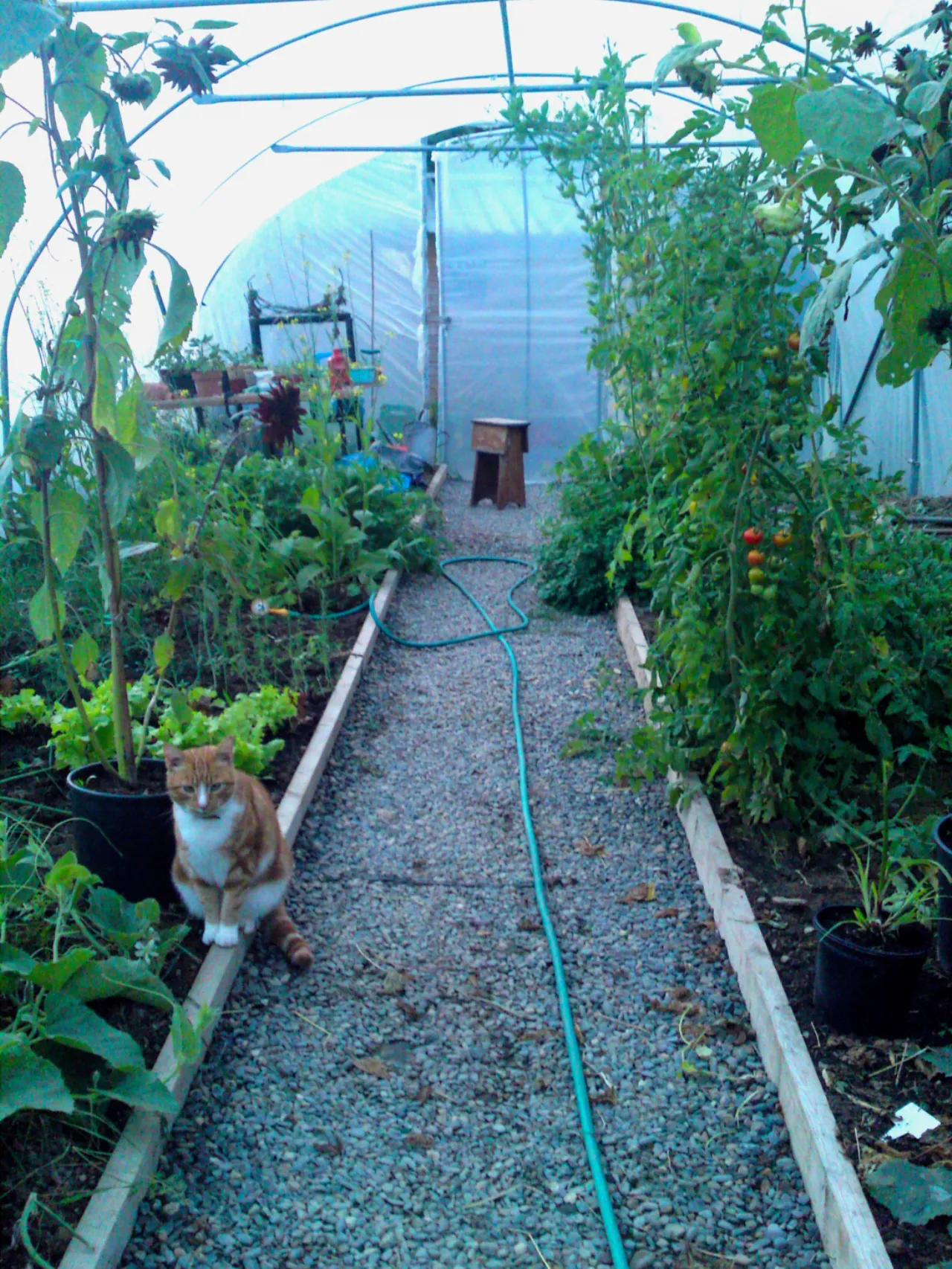 Photo of Newtown, Coole, Co. Westmeath, N91 DF10