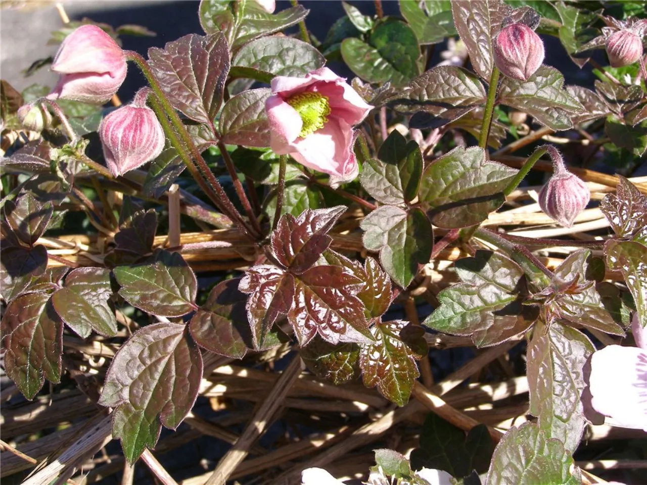 Photo of 16 Woodbine Avenue, Booterstown, Co. Dublin