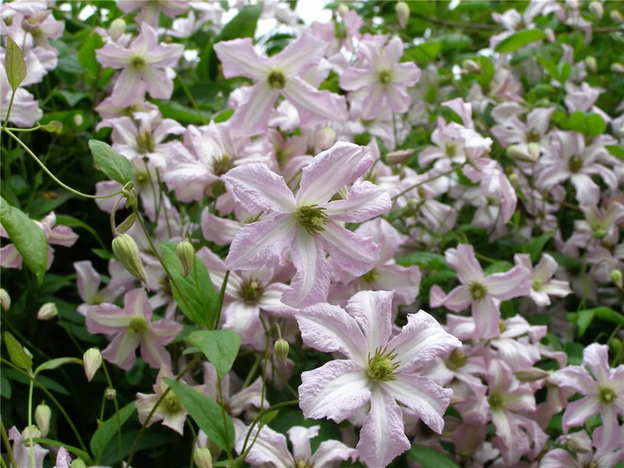 Photo of 16 Woodbine Avenue, Booterstown, Co. Dublin