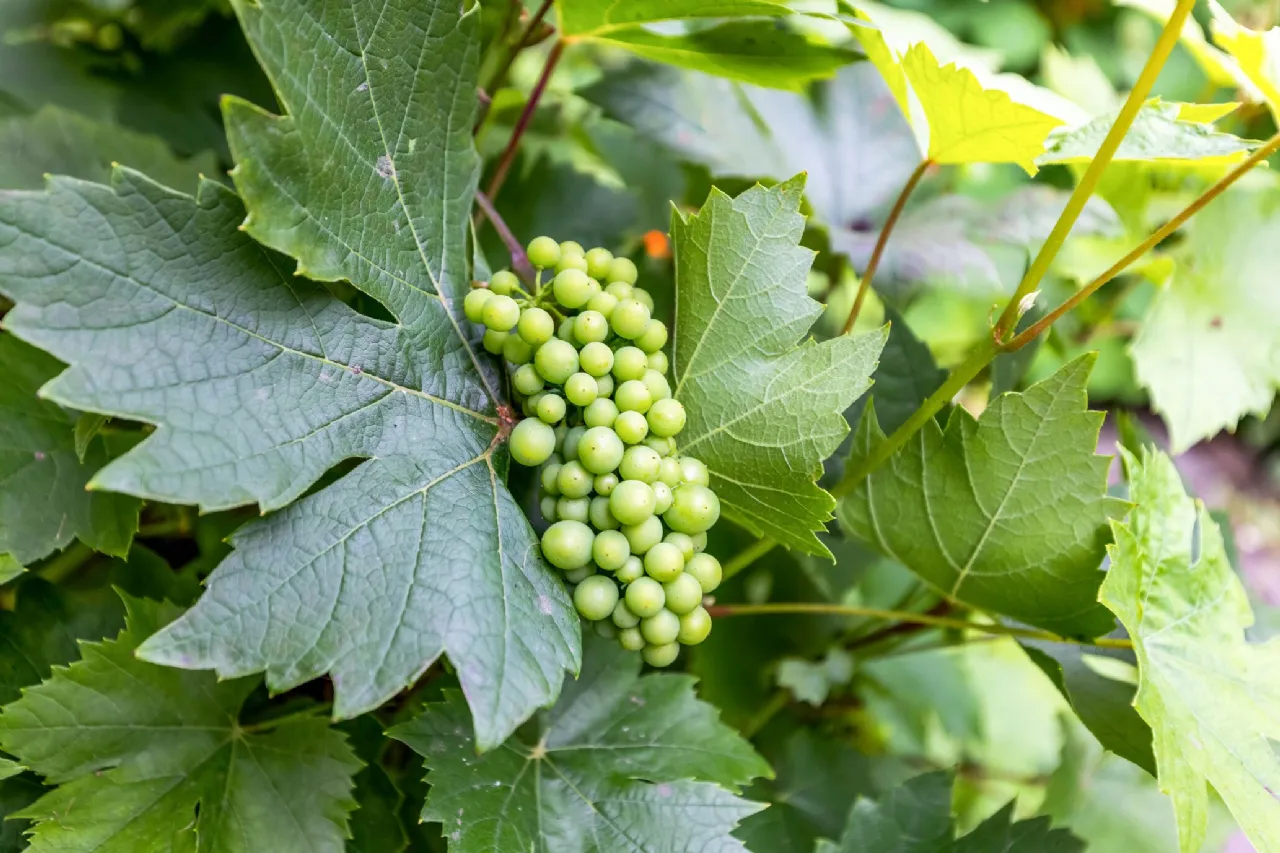 Photo of Littlewood Lodge, Kilbrew, Ashbourne, Co Meath, A84FD93