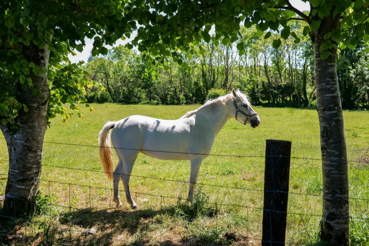 Photo of Whispering Willow, Brooklodge Demesne, Ballyglunin, Co. Galway, H54 XC86