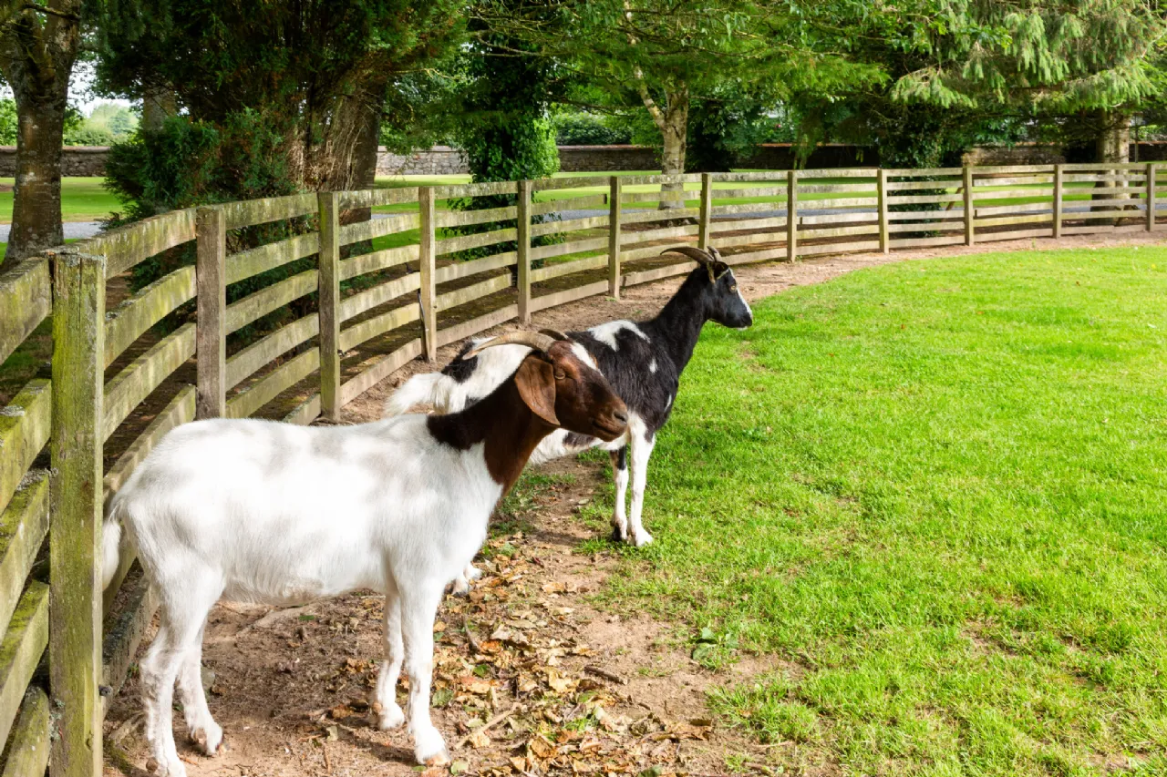 Photo of Ballintoher House, Ballintoher Road, Nenagh, County Tipperary, E45 TX68