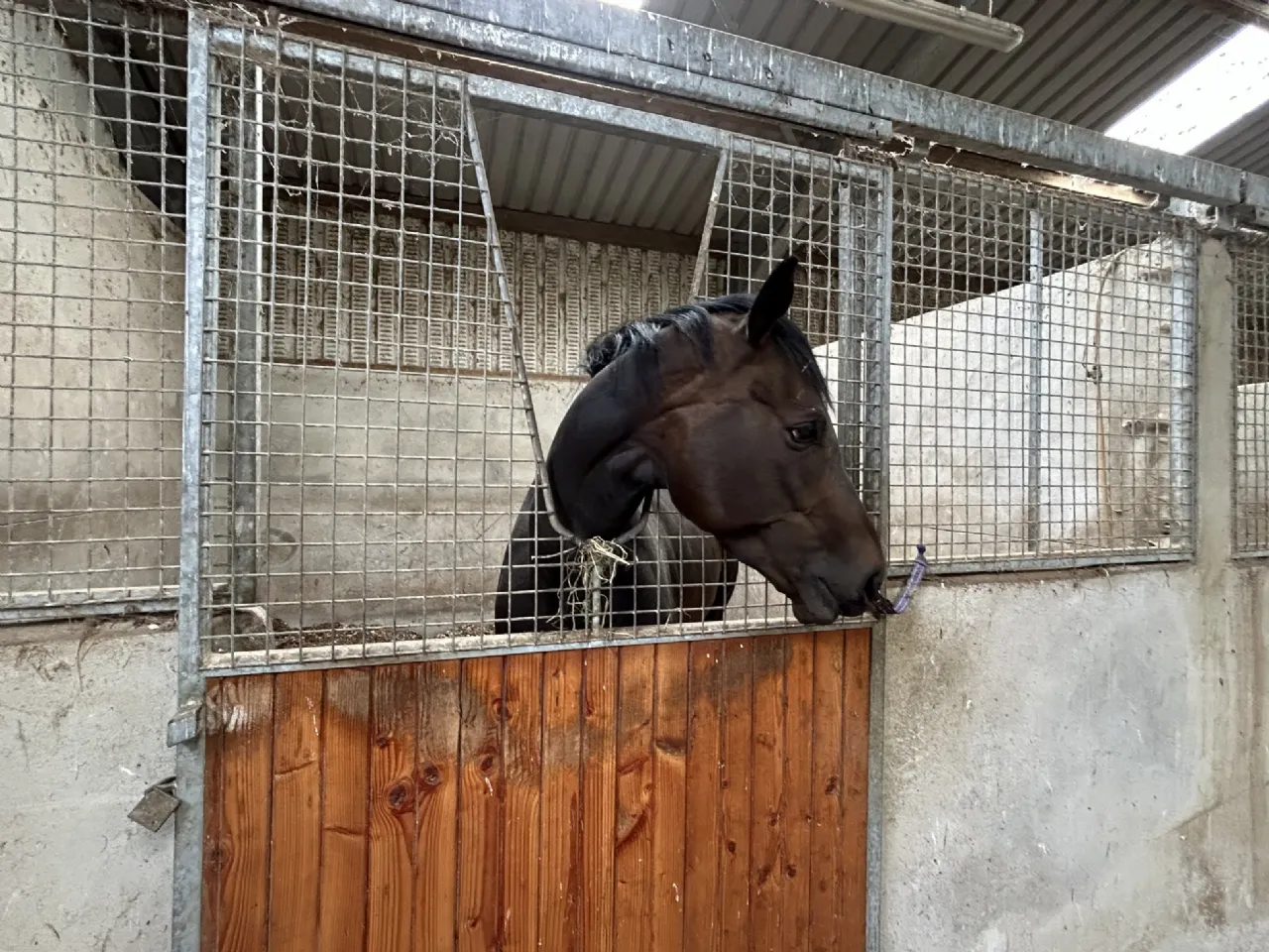 Photo of Mocklershill Stables, Mocklershill, Cashel, Co Tipperary
