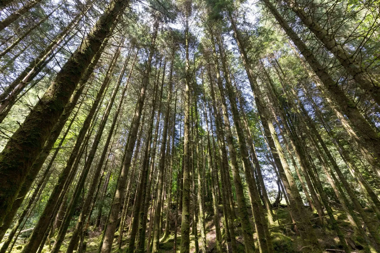 Photo of Ballyteige Lodge, Ballyteige, Tinahely, Arklow, County Wicklow, Y14WF83