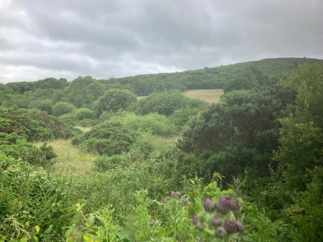 Photo of 6.94 Acres At Ballysallagh, Hacketstown, Co. Carlow, R93 E5Y9